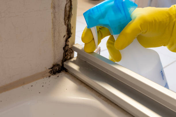 Best Affordable Mold Removal  in Oregon, IL