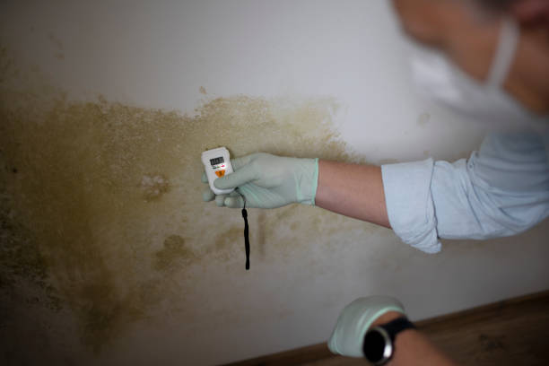 Best Residential Mold Removal  in Oregon, IL