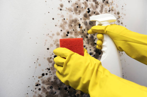 Best Same-Day Mold Removal  in Oregon, IL