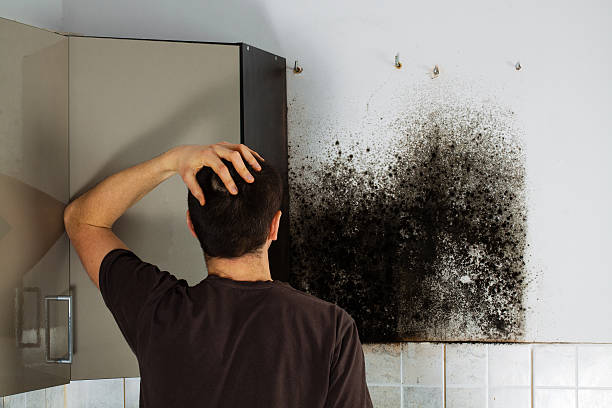 Best Toxic Mold Removal  in Oregon, IL